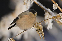 Bullfinch {Pyrrhula pyrrhula} female feeding on seeds of Stinging Nettle (Urtica dioica) in winter, minus 15 Celsius, feathers puffed up for warmth, Switzerland