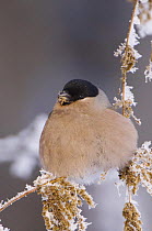 Bullfinch {Pyrrhula pyrrhula} female feeding on seeds of Stinging Nettle (Urtica dioica) in winter, minus 15 Celsius, feathers puffed up for warmth, Switzerland