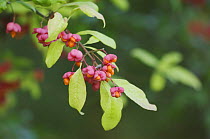 European Spindle-Tree {Euonymus europaea} berries / seeds in autumn, Switzerland