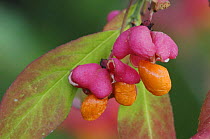 European Spindle-Tree {Euonymus europaea} berries / seeds in autumn, Switzerland