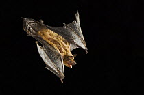 Evening Bat {Nycticeius humeralis} flying at night, Rio Grande Valley, Texas, USA