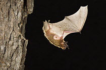 Evening Bat {Nycticeius humeralis} flying at night from nest hole in tree, Rio Grande Valley, Texas, USA