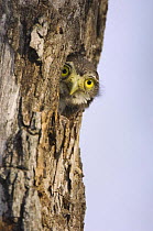 Ferruginous Pygmy-Owl {Glaucidium brasilianum}young peering out from nest hole, Rio Grande Valley, Texas, USA