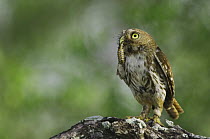 Ferruginous Pygmy-Owl {Glaucidium brasilianum}adult with larval insect prey, Rio Grande Valley, Texas, USA
