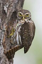 Ferruginous Pygmy-Owl {Glaucidium brasilianum}adult brings moth prey to nest hole, Rio Grande Valley, Texas, USA