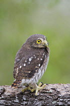 Ferruginous Pygmy-Owl {Glaucidium brasilianum}young newly fledged, Rio Grande Valley, Texas, USA