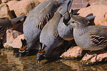 Gambel's Quail {Lophortyx / Callipepla gambelii} three males and a female drinking, Tuscon, Arizona, USA