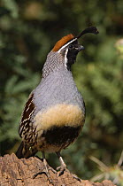 Gambel's Quail {Lophortyx / Callipepla gambelii}  male, Tuscon, Arizona, USA