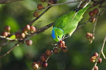 Golden-browed Chlorophonia {Chlorophonia callophrys} female feeding on fig tree fruits, Bosque de Paz, Central Valley, Costa Rica