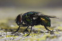 Green Bottle Fly, Lucilia / Phaenicia sericata} adult,  Hill Country, Texas, USA