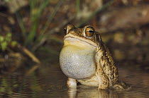 Gulf Coast Toad {Bufo valliceps} male calling at night, vocal sac inflated, Hill Country, Texas, USA
