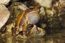 Gulf Coast Toad {Bufo valliceps} male calling at night, vocal sac inflated, Hill Country, Texas, USA