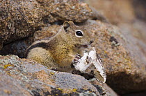 Golden-mantled Ground Squirrel {Spermophilus lateralis} feeding on wild mushroom, Rocky Mountain National Park, Colorado, USA