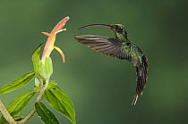 Green Hermit {Phaethornis guy} male in flight feeding on "Snakeface" flower, Central Valley, Costa Rica