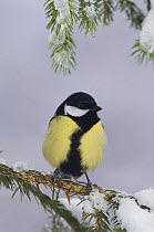 Great Tit {Parus major} male on spruce branch in snow, Switzerland
