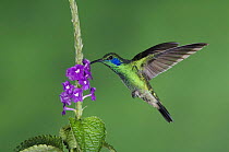Green Violetear {Colibri thalassinus} male in flight feeding on Porterweed (Stachytarpheta), Central Valley, Costa Rica