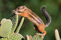 RF- Harris's Antelope Squirrel (Ammospermophilus harrisii) adult on Prickly pear cactus (Opuntia). Tuscon, Arizona, USA. (This image may be licensed either as rights managed or royalty free.)