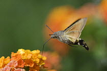 Hummingbird Hawk-moth {Macroglossum stellatarum} adult in flight drinking nectar from lantana flower, Switzerland