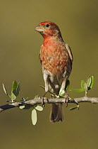 House Finch {Carpodacus mexicanus} male, Texas, USA
