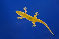 Indo-Pacific gecko {Hemidactylus garnotii} adult on glass showing underside, Costa Rica