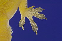 Indo-Pacific Gecko {Hemidactylus garnotii} foot close up, underside with sticky suction pads viewed through glass, Costa Rica