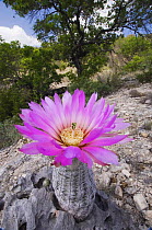 Lace Cactus in flower {Echinocereus reichenbachii} Hill Country, Texas, USA