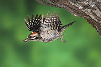 Ladder-backed Woodpecker {Picoides scalaris} male flying from nest hole with faecal sac, Rio Grande Valley, Texas, USA