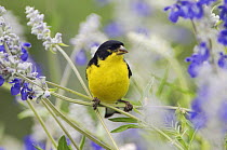 Lesser Goldfinch {Carduelis psaltria} black-backed male on Mealy sage (Salvia farinacea) Hill Country, Texas, USA