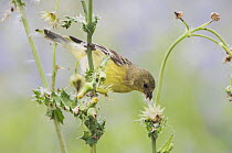Lesser Goldfinch {Carduelis psaltria} female feeding on seeds of Spiny Sow-Thistle (Sonchus asper) Hill Country, Texas, USA, April 2006