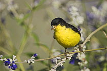 Lesser Goldfinch {Carduelis psaltria} black-backed male on Mealy sage (Salvia farinacea)  Hill Country, Texas, USA