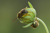Longhorn bees {Eucera nigrescens} on Golden Crownbeard (Verbesina encelioides) Rio Grande Valley, Texas, USA