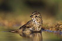 Lincoln's Sparrow {Zonotrichia / Melospiza lincolnii} bathing, Hill Country, Texas, USA