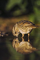 Lincoln's Sparrow {Zonotrichia / Melospiza lincolnii} drinking, Hill Country, Texas, USA