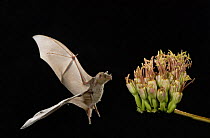 Lesser Long-nosed Bat {Leptonycteris curasoae} flying at night to feed on Agave flower (Agave sp) Tuscon, Arizona, USA