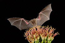 RF- Lesser Long-nosed Bat (Leptonycteris curasoae) flying at night to feed on Agave flower (Agave sp). Tuscon, Arizona, USA. (This image may be licensed either as rights managed or royalty free.)