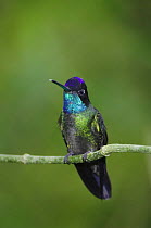 Magnificent Hummingbird {Eugenes fulgens} male perched, Central Valley, Costa Rica