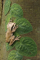 Masked Treefrog {Smilisca phaeota} on leaves of climbing plant, Carara Biological Reserve, Costa Rica
