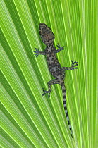 Mediterranean Gecko  {Hemidactylus turcicus} juvenile on palm frond, Rio Grande Valley, Texas, USA