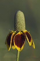 Mexican Hat {Ratibida columnifera} flower, Texas, USA