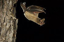 Mexican / Brazilian Free-tailed Bat {Tadarida brasiliensis} adult flying from day roost in tree hole, Rio Grande Valley, Texas, USA