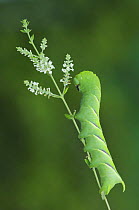 Caterpillar larva of Rustic Sphinx Moth {Manduca rustica} on Beebrush (Aloysia gratissima) Rio Grande Valley, Texas, USA