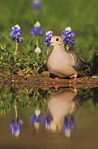 Mourning Dove {Zenaida macroura} at water next to Texas Bluebonnet flowers (Lupinus texensis) Hill Country, Texas, USA