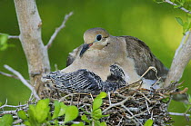 Mourning Dove {Zenaida macroura} on nest with chicks, Rio Grande Valley, Texas, USA