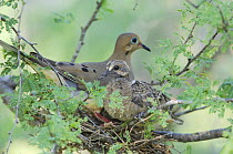 Mourning Dove {Zenaida macroura} on nest with large chick, Rio Grande Valley, Texas, USA
