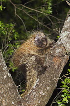 North American Porcupine {Erethizon dorsatum} climbing Texas Oak tree (Quercus buckleyi) Hill Country, Texas, USA