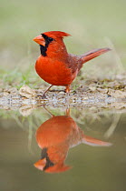 Northern Cardinal {Cardinalis cardinalis} male drinking from pond, Hill Country, Texas, USA