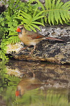 Northern Cardinal {Cardinalis cardinalis} female drinking from pond, Hill Country, Texas, USA