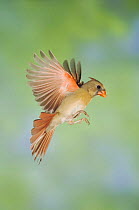 Northern Cardinal {Cardinalis cardinalis} female in flight, Hill Country, Texas, USA