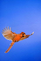 Northern cardinal {Cardinalis cardinalis} male in flight, Hill Country, Texas, USA