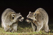 Northern Raccoon {Procyon lotor} two adults fighting at night, Hill Country, Texas, USA